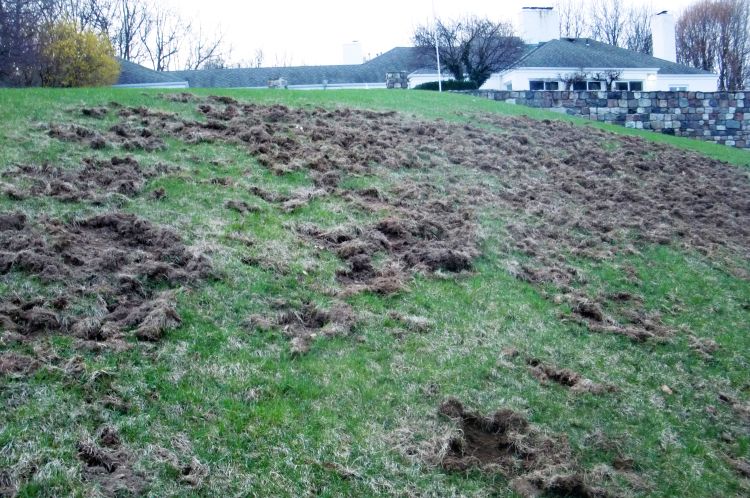 Sloped lawn with extensive turf damage where sections of grass have been torn up and flipped over in patches across the area. The disturbance is widespread and irregular, consistent with skunk or raccoon foraging for grubs.